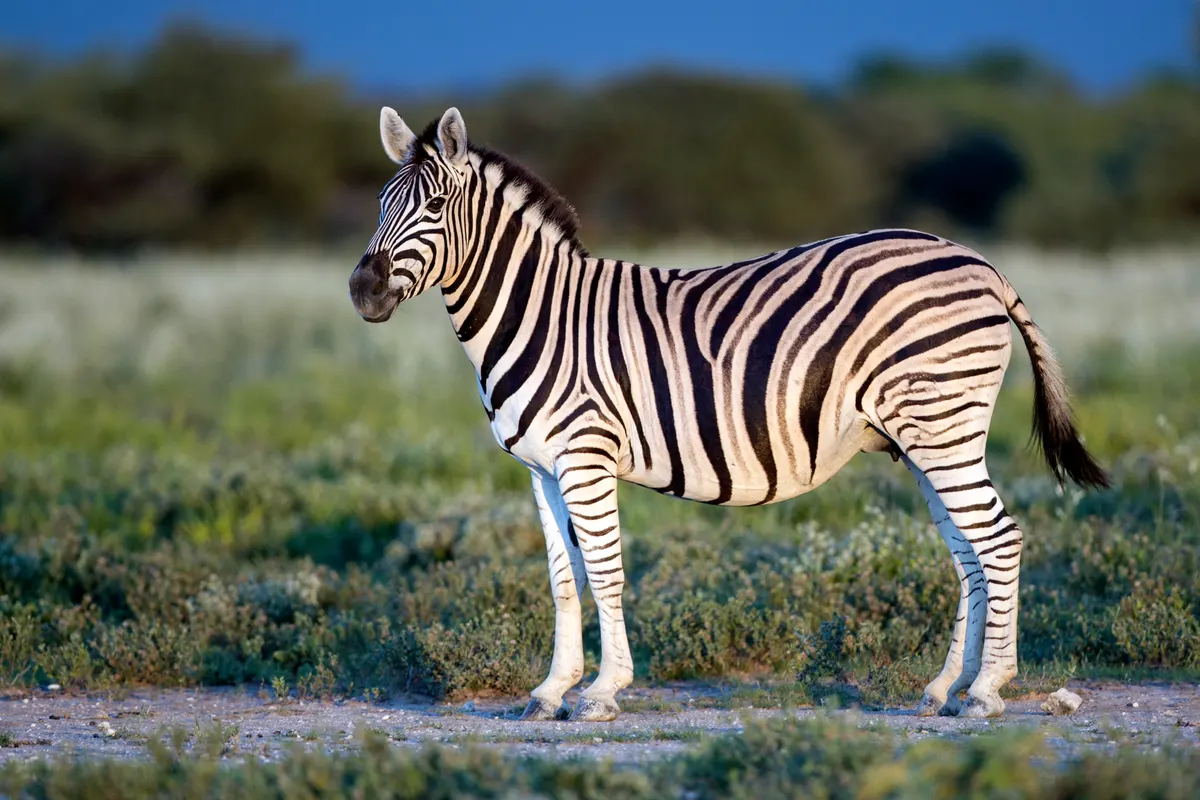 Full-body zebra showing sturdy legs and striped coat