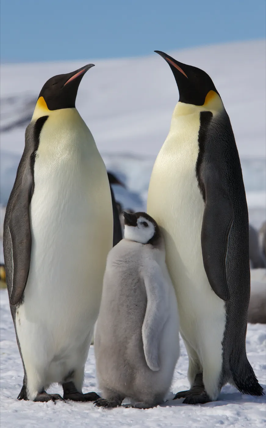 Adult and young emperor penguins on Snow Hill Island