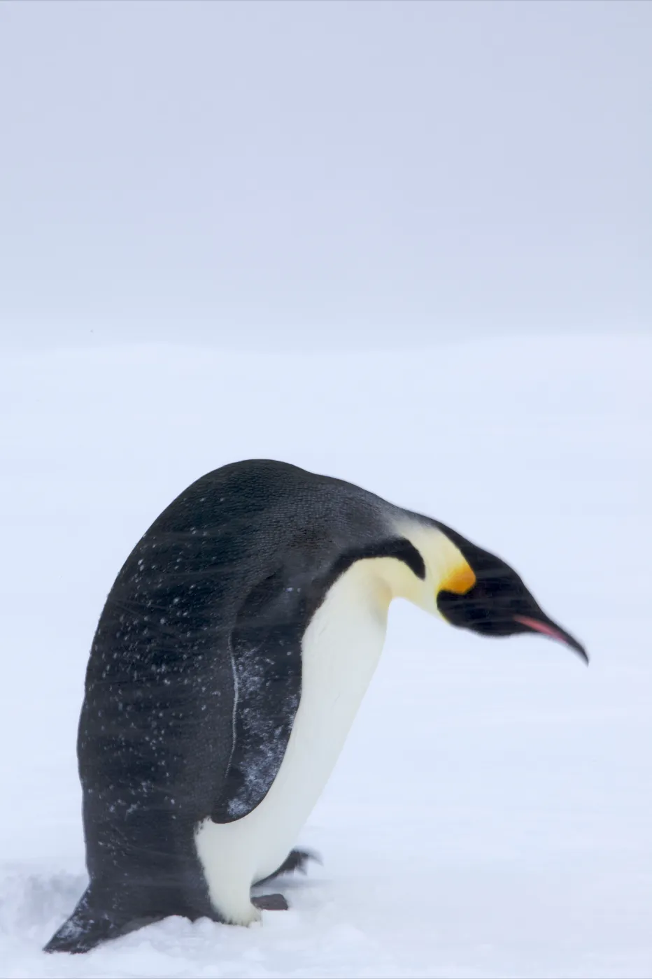 Emperor penguin standing in Antarctic blowing snow
