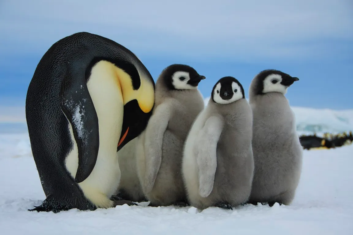 Emperor penguins standing together on Antarctic ice