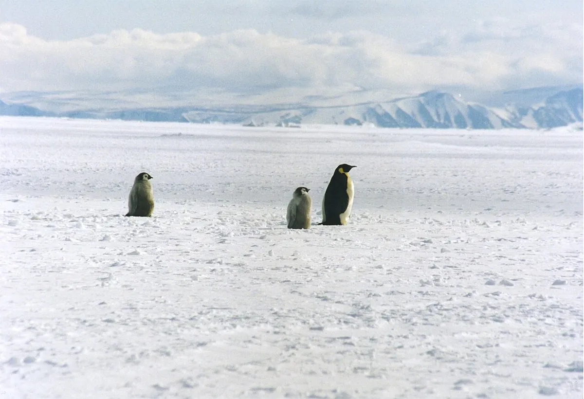 Adult emperor penguin standing with two chicks on ice