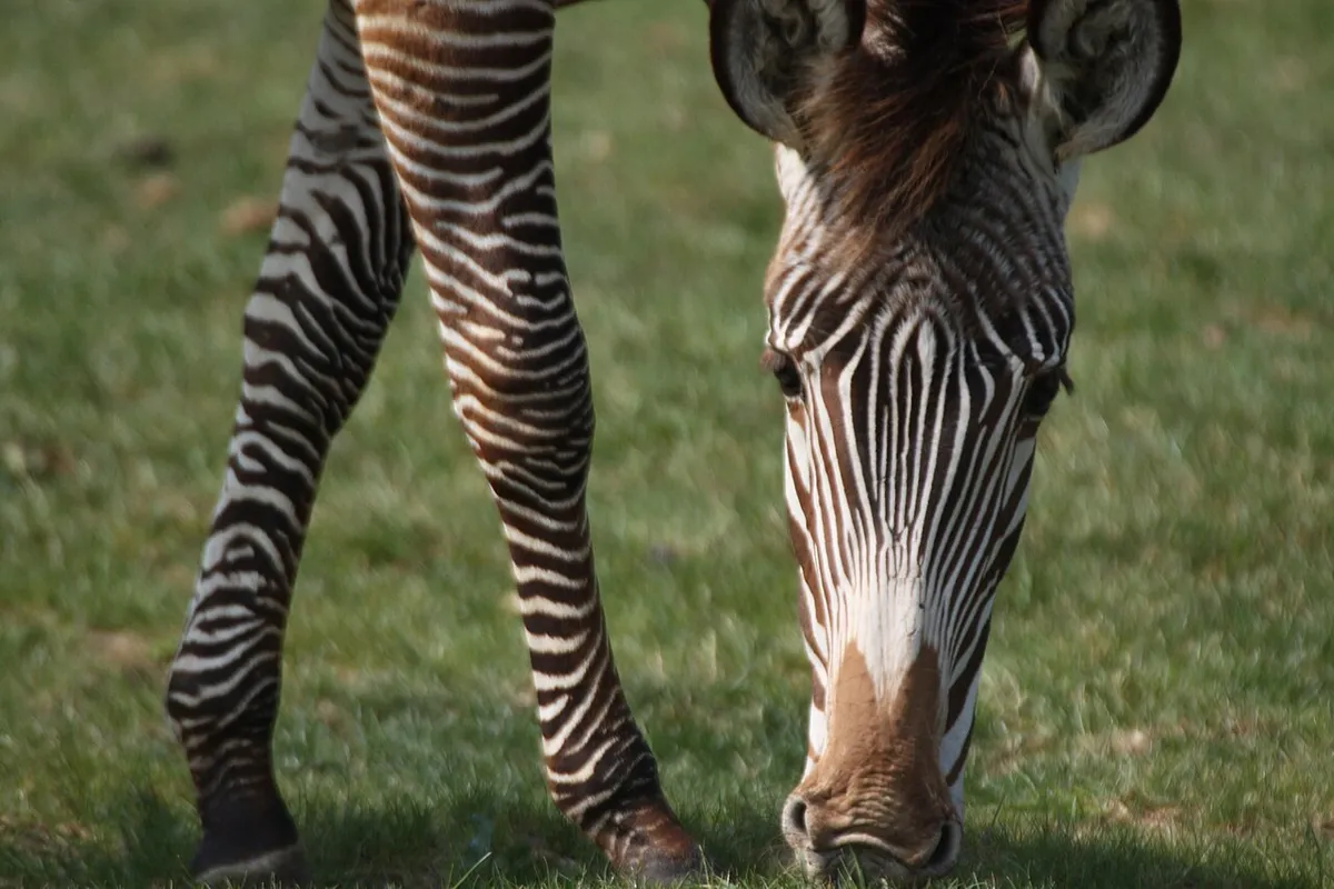 Close-up of a zebra's black and white facial stripes