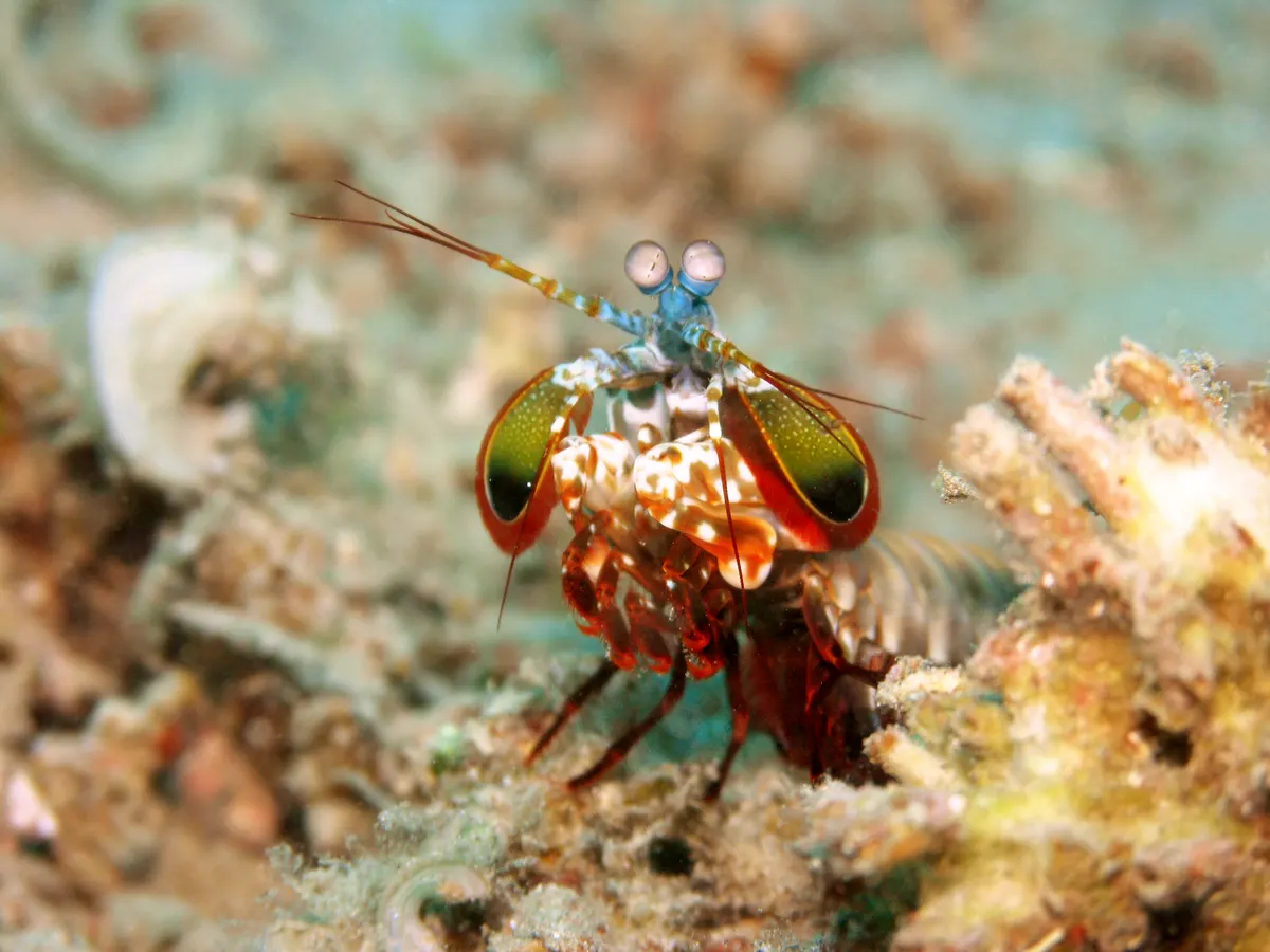 Peacock mantis shrimp seen from the front with its clubs folded