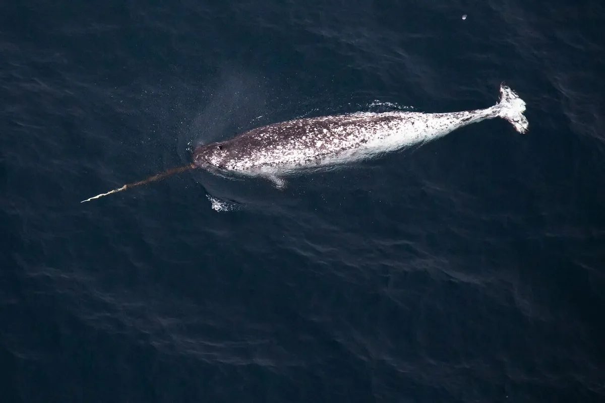 Narwhal swimming in Arctic water with its tusk visible