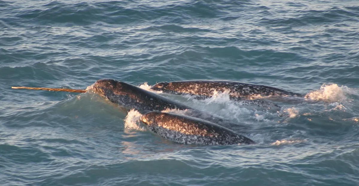 Pod of narwhals at the Arctic sea surface