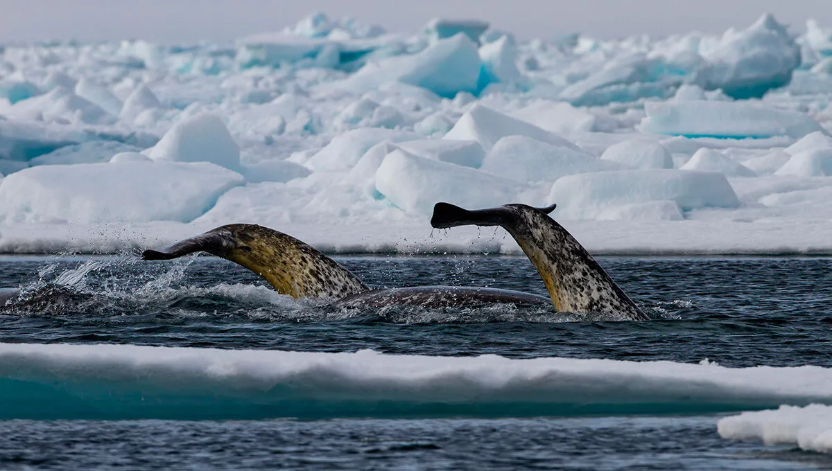 Narwhal tail rising above the Arctic sea surface