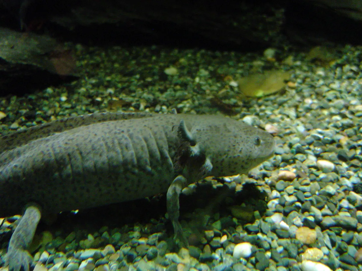 Axolotl with feathery external gills in an aquarium