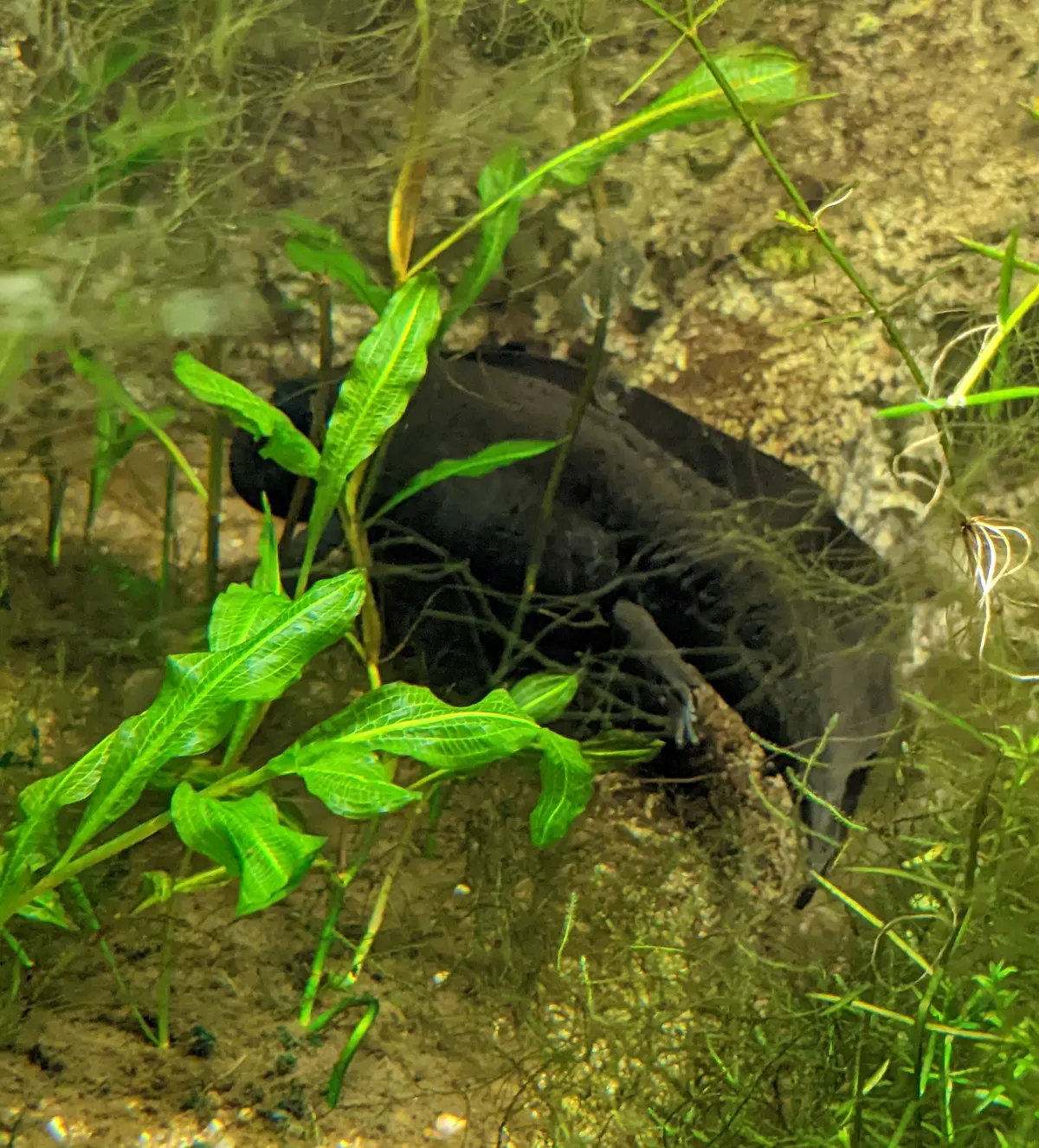 Dark wild-type axolotl among aquatic plants in a managed habitat