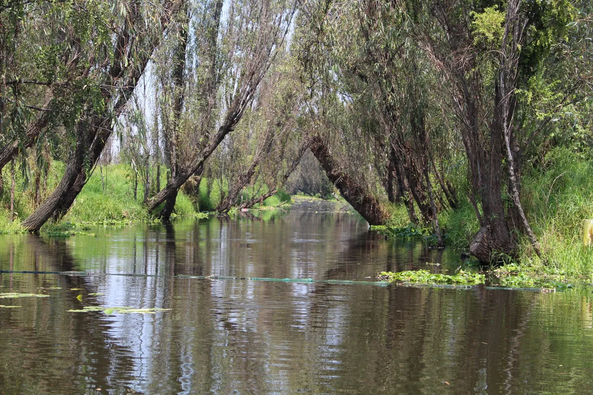 Narrow tree-lined canal running between chinampas in Xochimilco