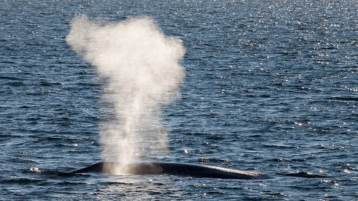 Blue whale surfacing and blowing in Arctic water