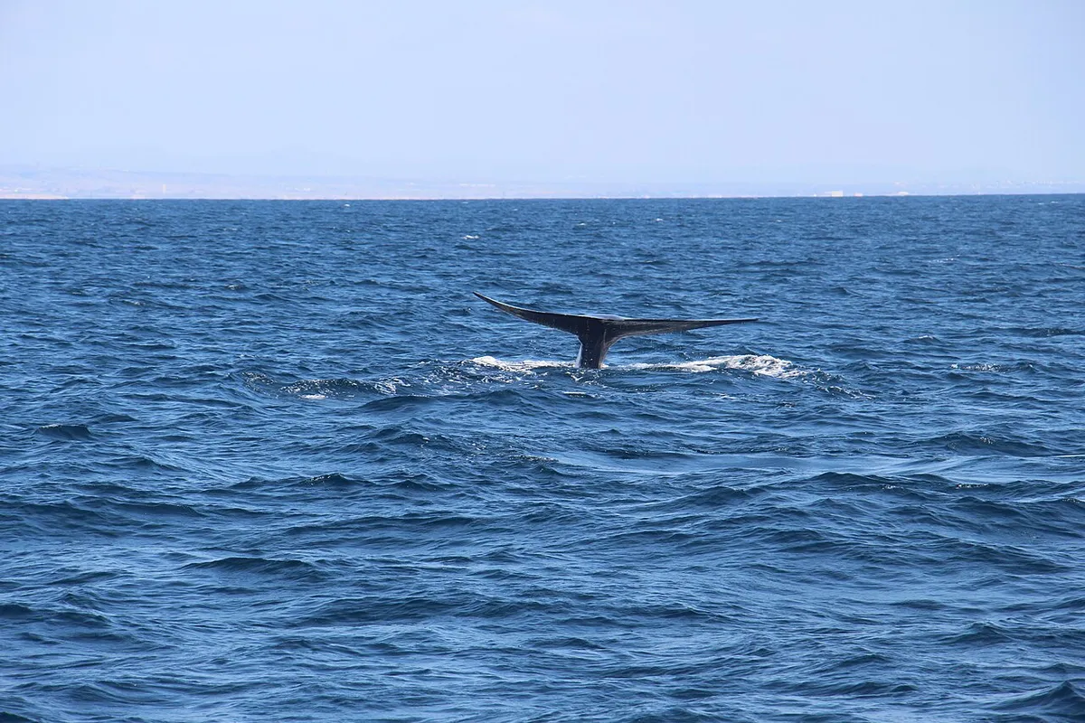 Blue whale tail disappearing into the sea