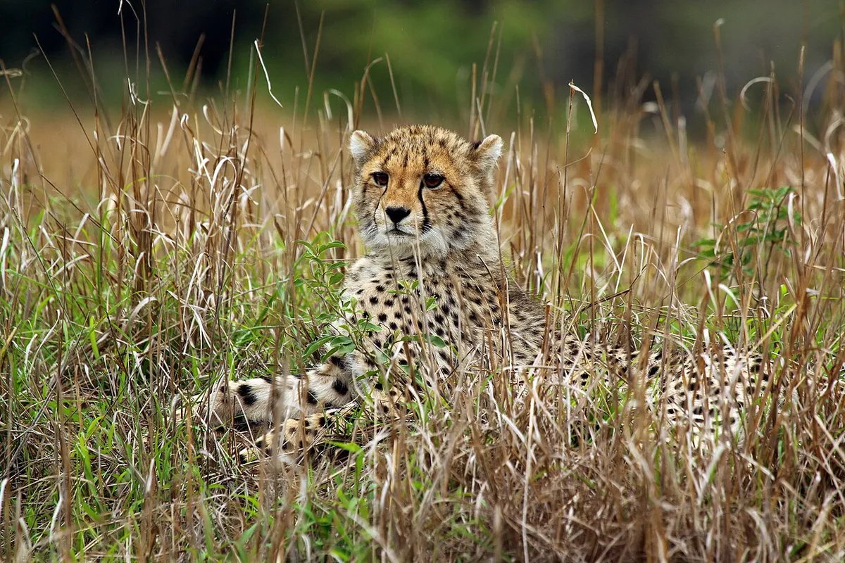 Young cheetah cub in grass
