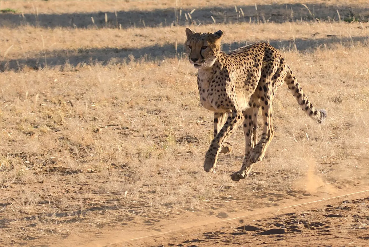 Cheetah running across open ground
