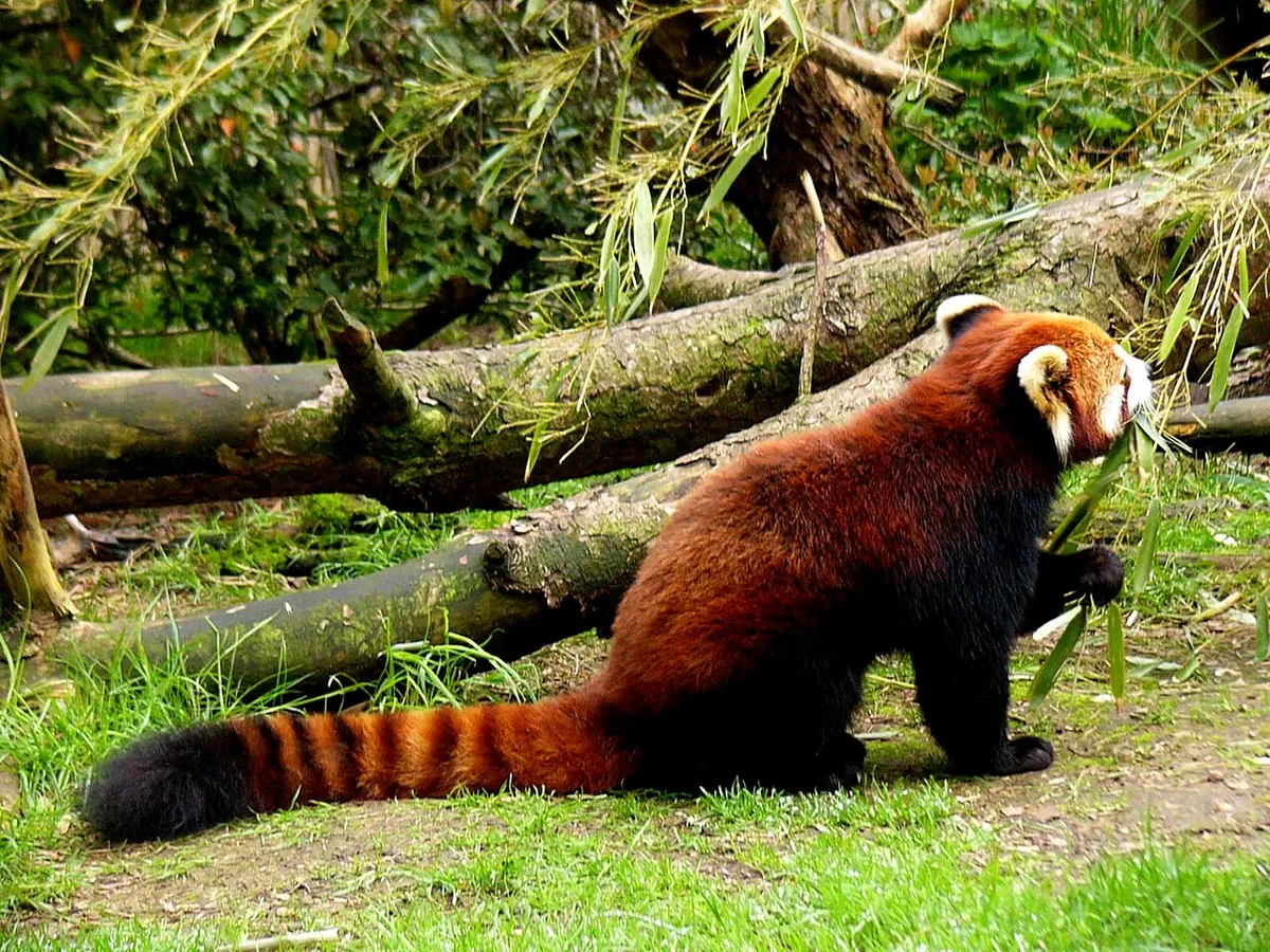 Red panda eating bamboo leaves