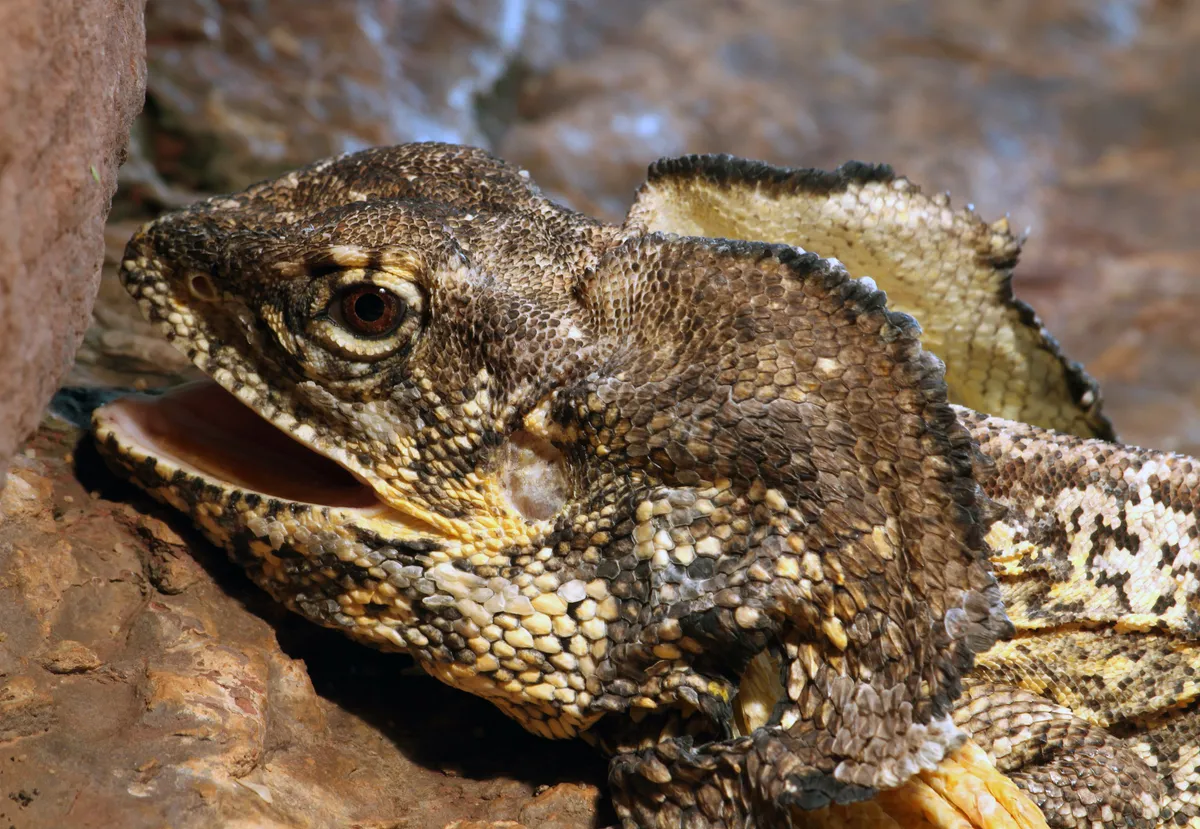 Close view of a frilled lizard with its mouth and neck frill partly open