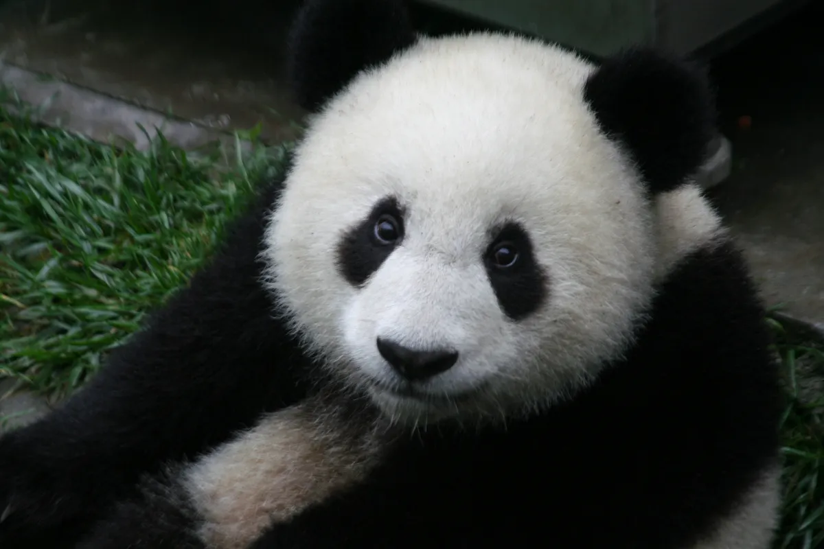 Young giant panda cub at Wolong Nature Reserve