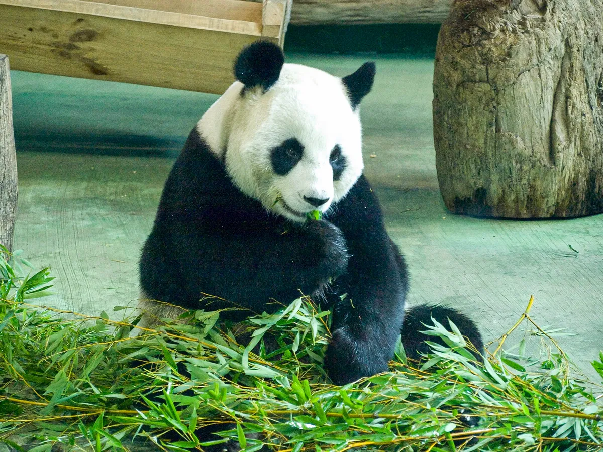 Giant panda holding and eating bamboo at Taipei Zoo