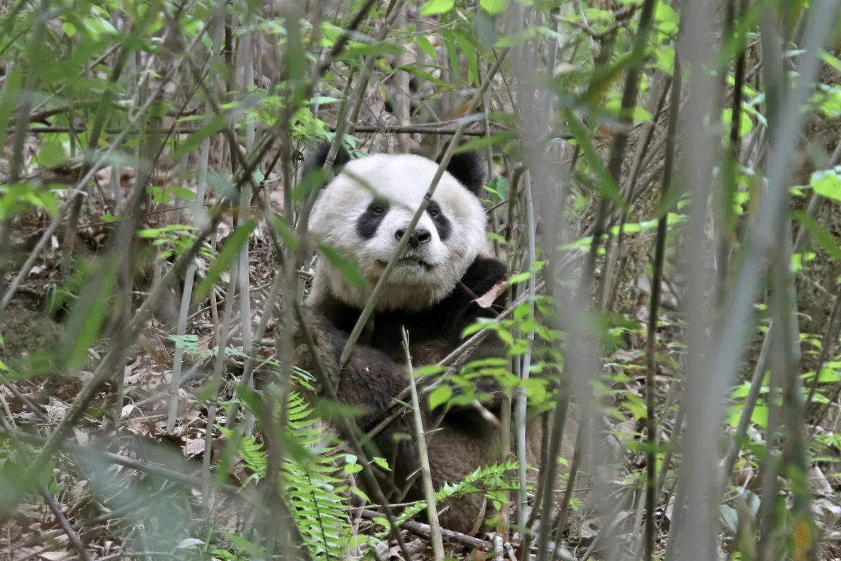 Qinling giant panda in Shaanxi, China