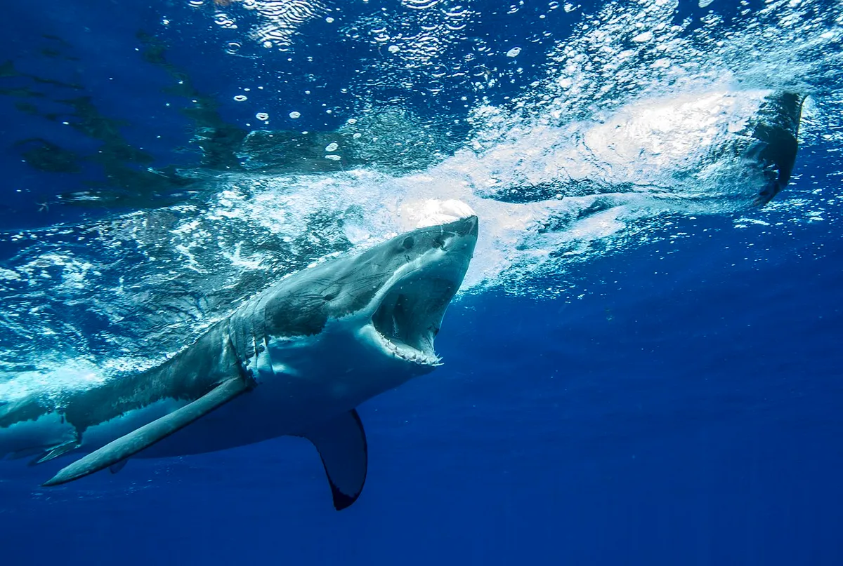 Great white shark swimming underwater near Guadalupe Island
