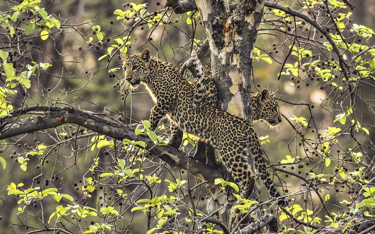 Leopard walking through dry grass