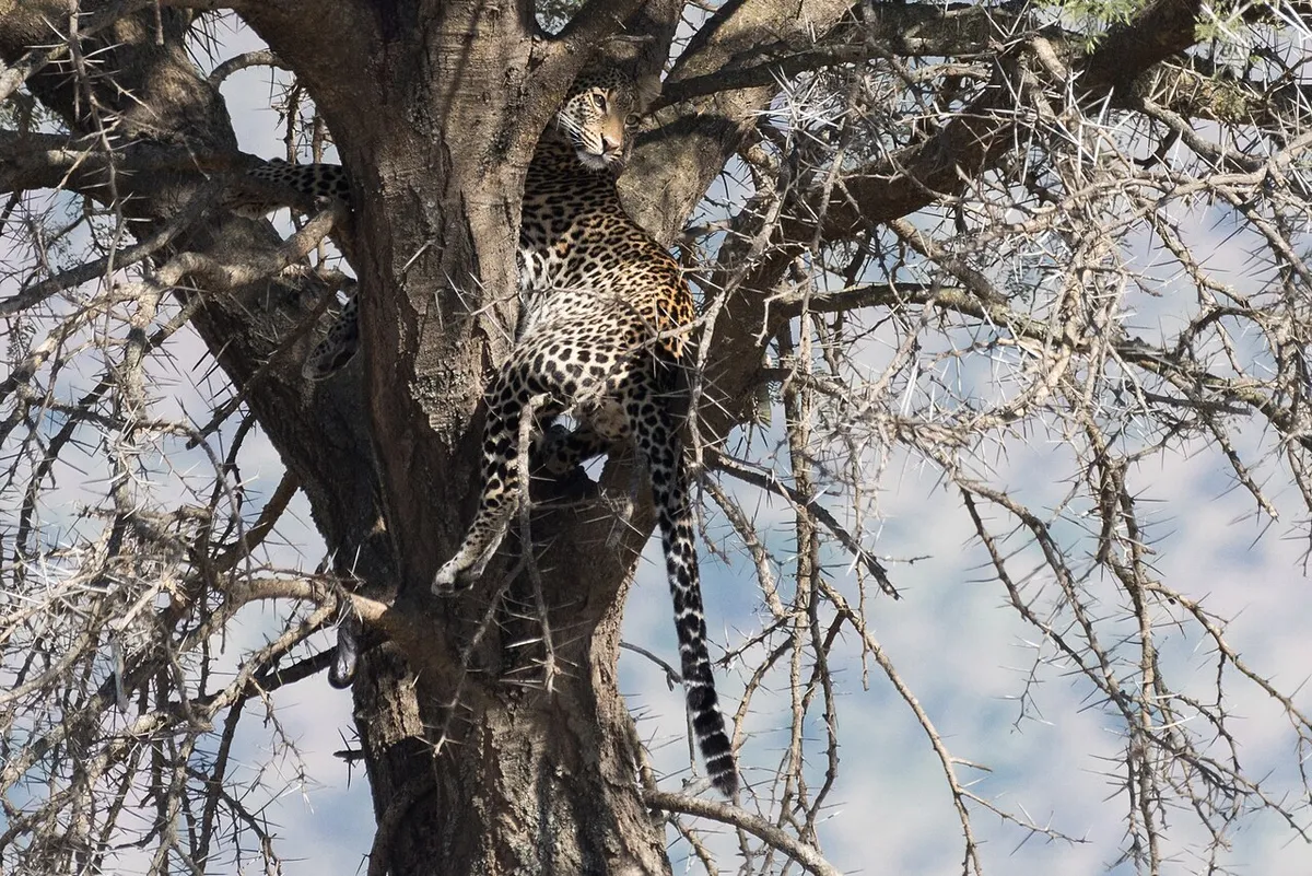 Leopard resting in the fork of a tree