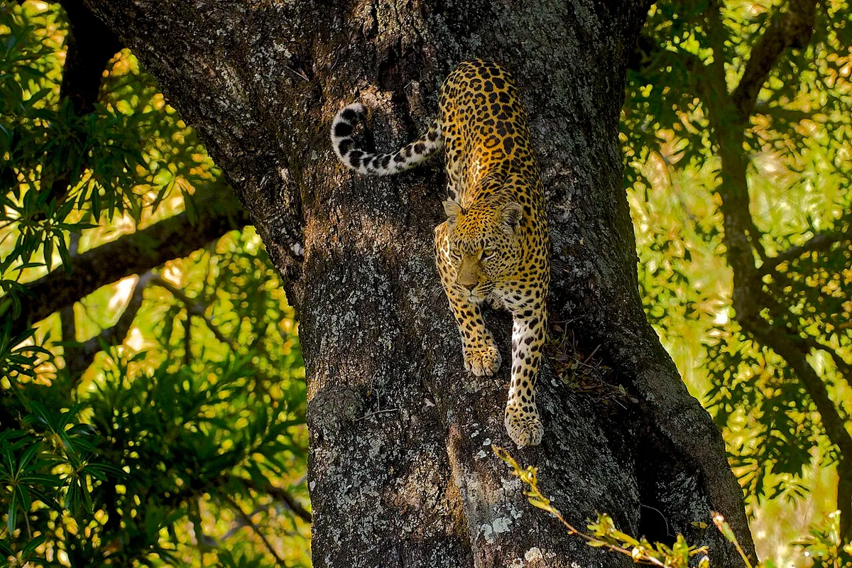 Leopard resting along a broad tree branch