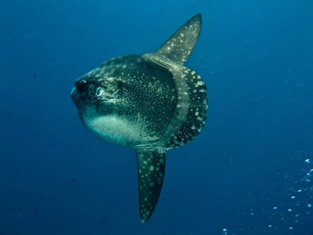 Ocean sunfish near a diver at Nusa Lembongan