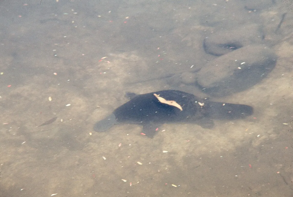 Platypus swimming at the water surface