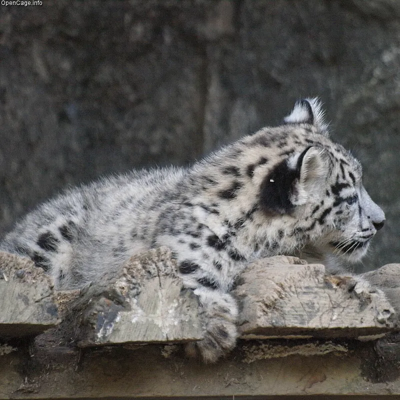 Snow leopard cub lying down