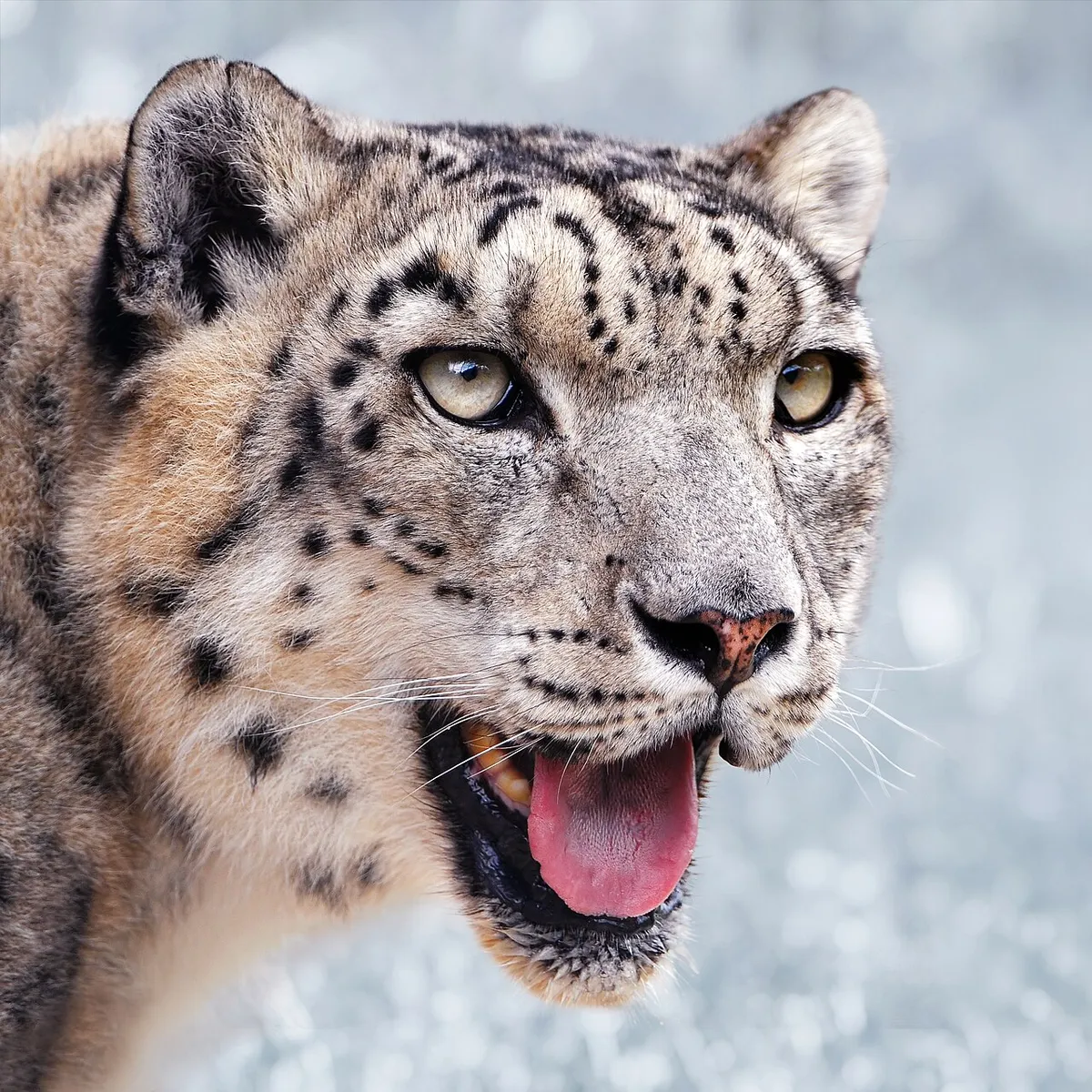 Snow leopard portrait in a rocky setting