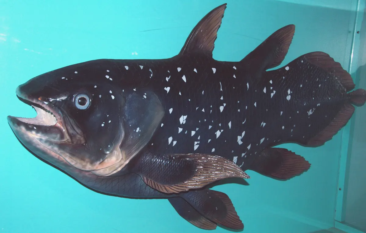 Side view of a coelacanth model showing its lobed paired fins